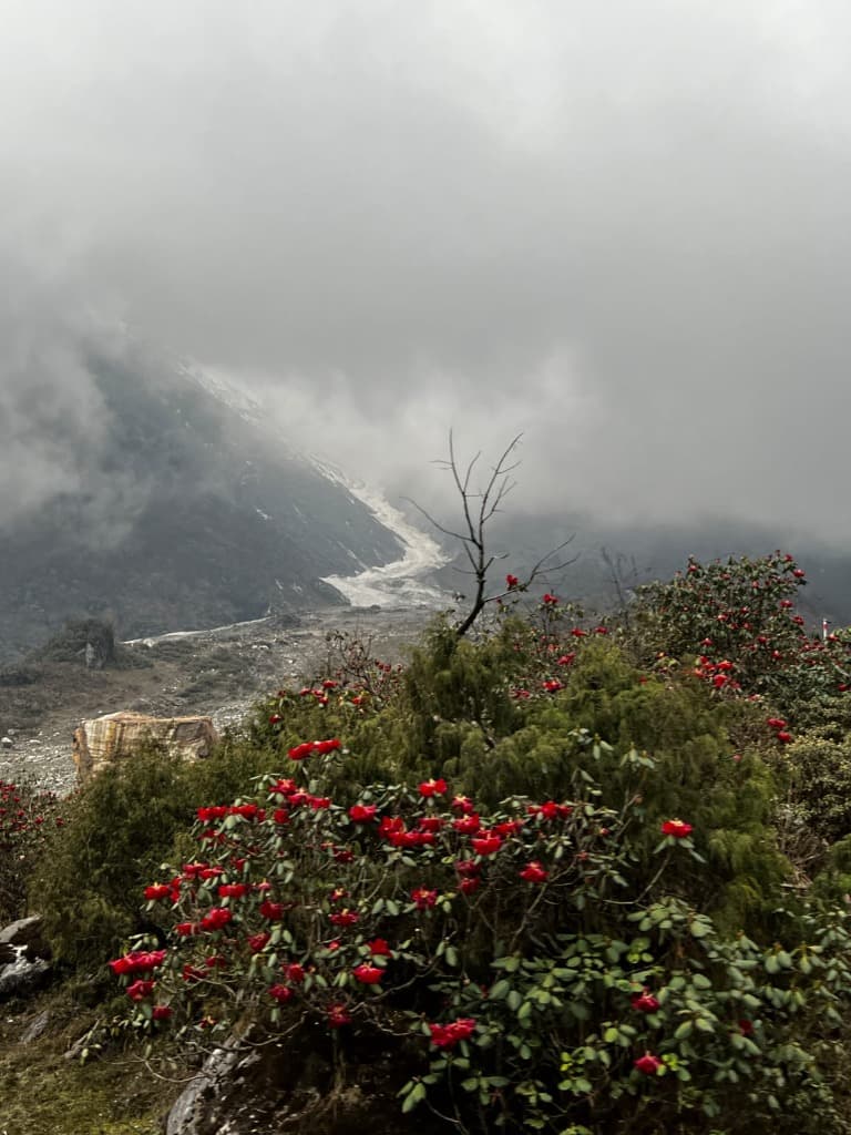 Rhododendrons blooming in the Himalayas